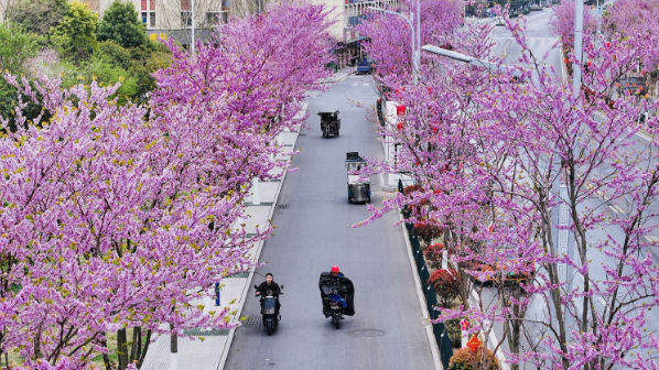 紫荆花开 诗意盎然